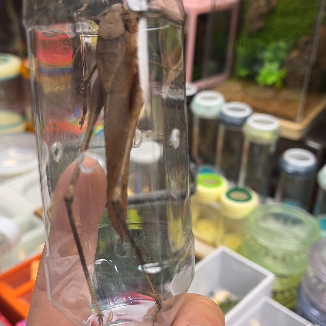 蛙坊1条哈哈哈哈哈