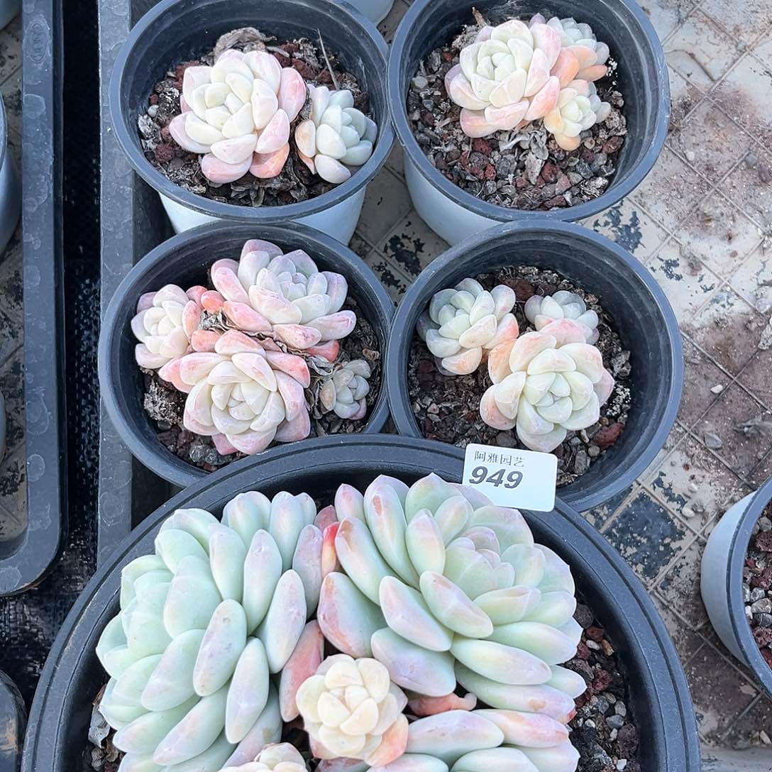 阿雅园艺。        不售后脱土发货949