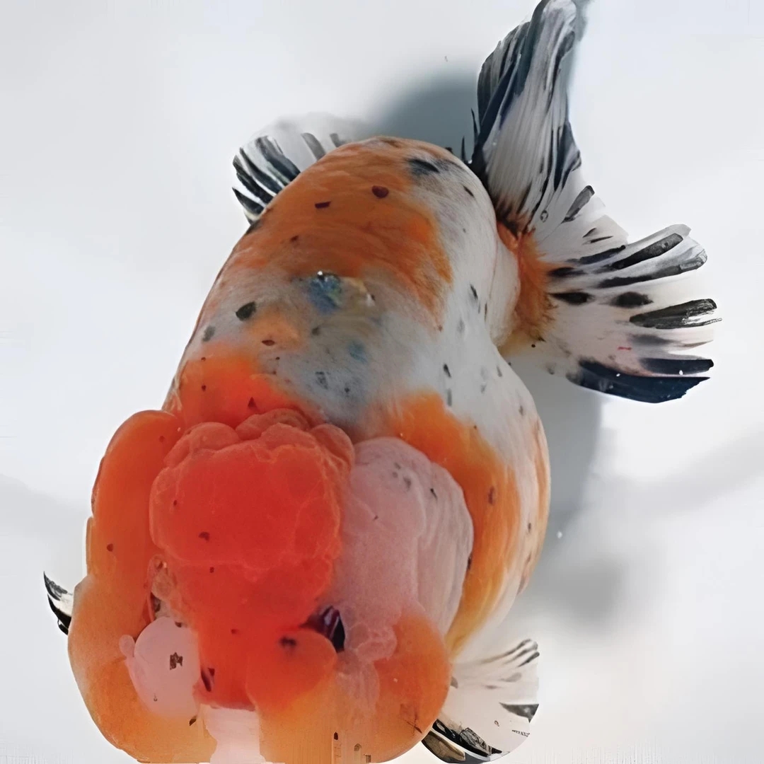 5条6-8胖嘟嘟金鱼 冰袋保温箱打包 花色搭配发货