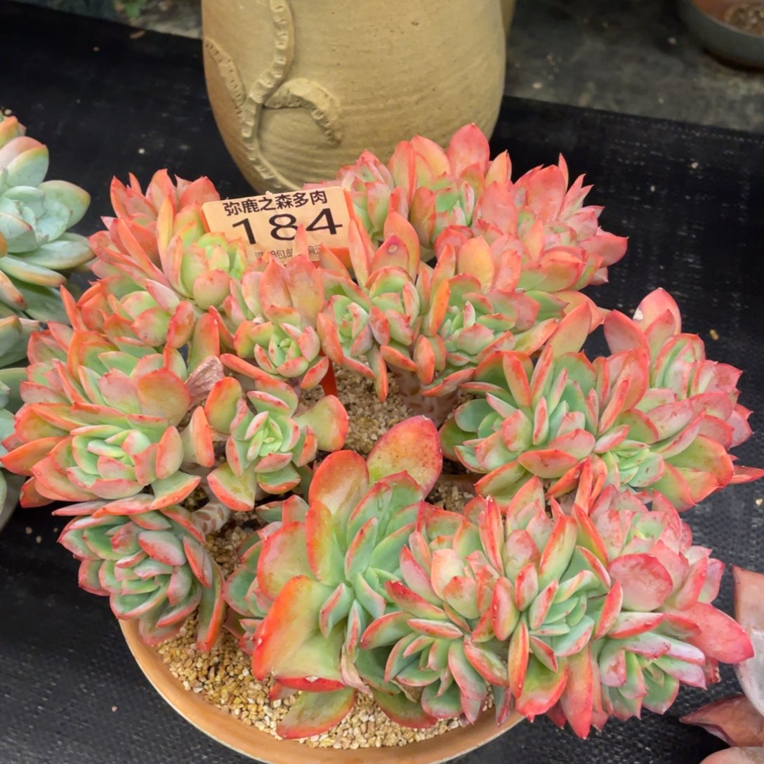 弥鹿之森一物一拍