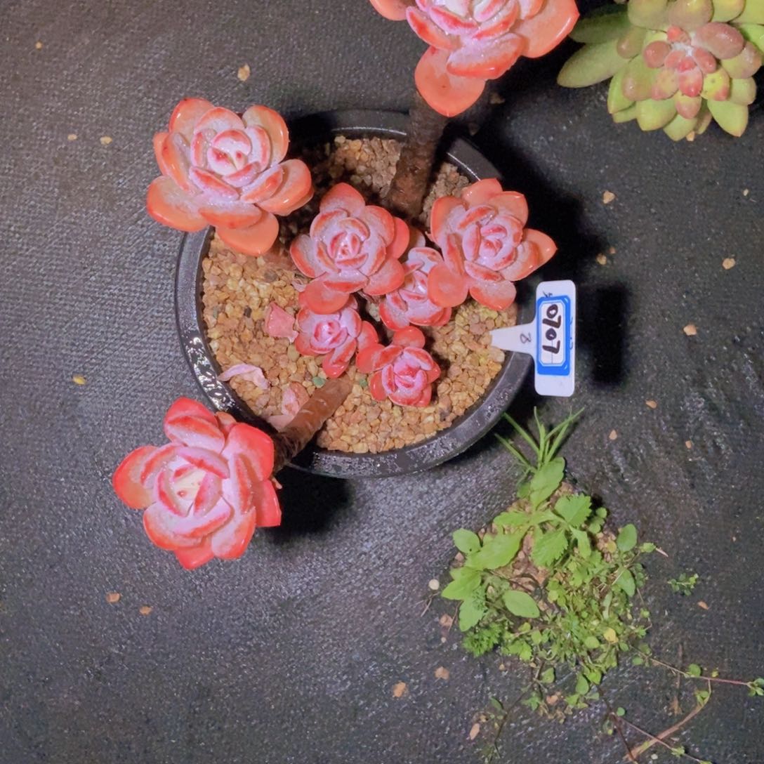 诺***主0707白月光群一颗