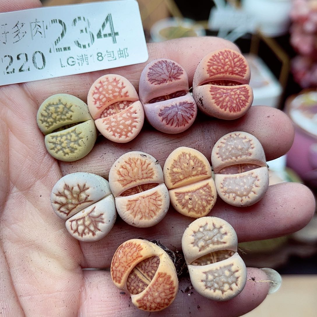 郎哥多肉生石花20-234