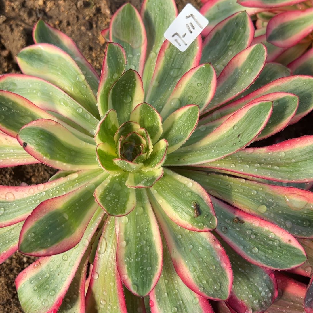 117原始种爱丽丝多肉植物