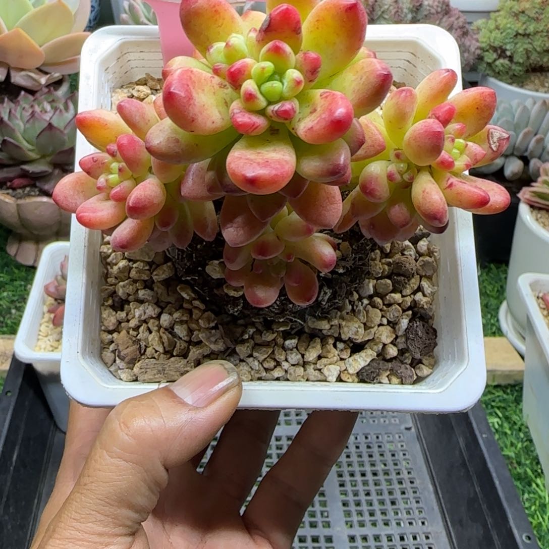 锦安精品多肉植物222