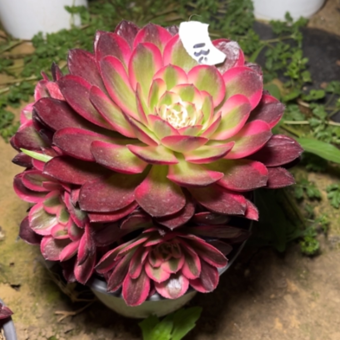 【闪购商品】130荔枝多肉法师