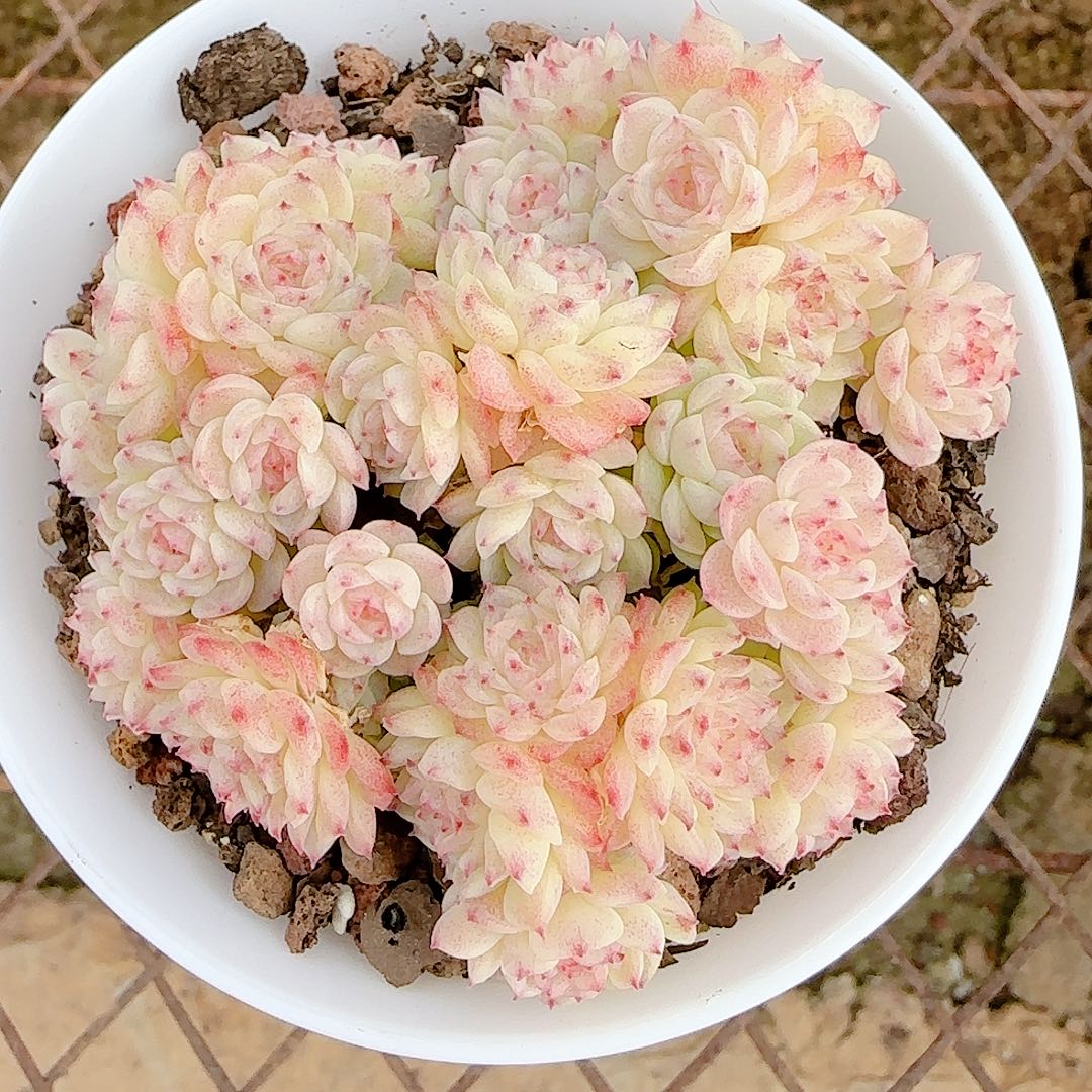 0102-89（m1-455）优选