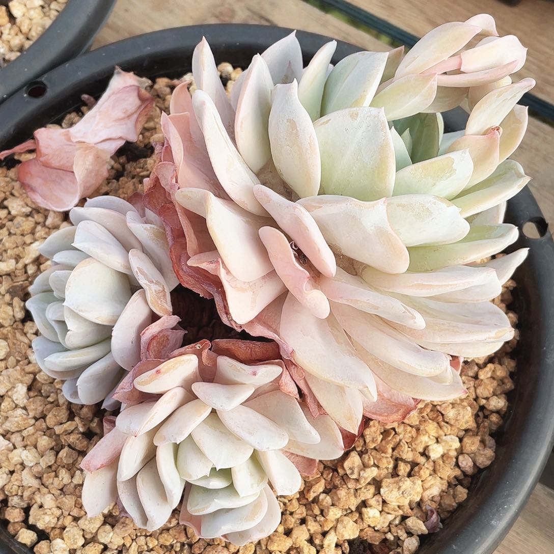 雪特冠幅18 公分一物一拍