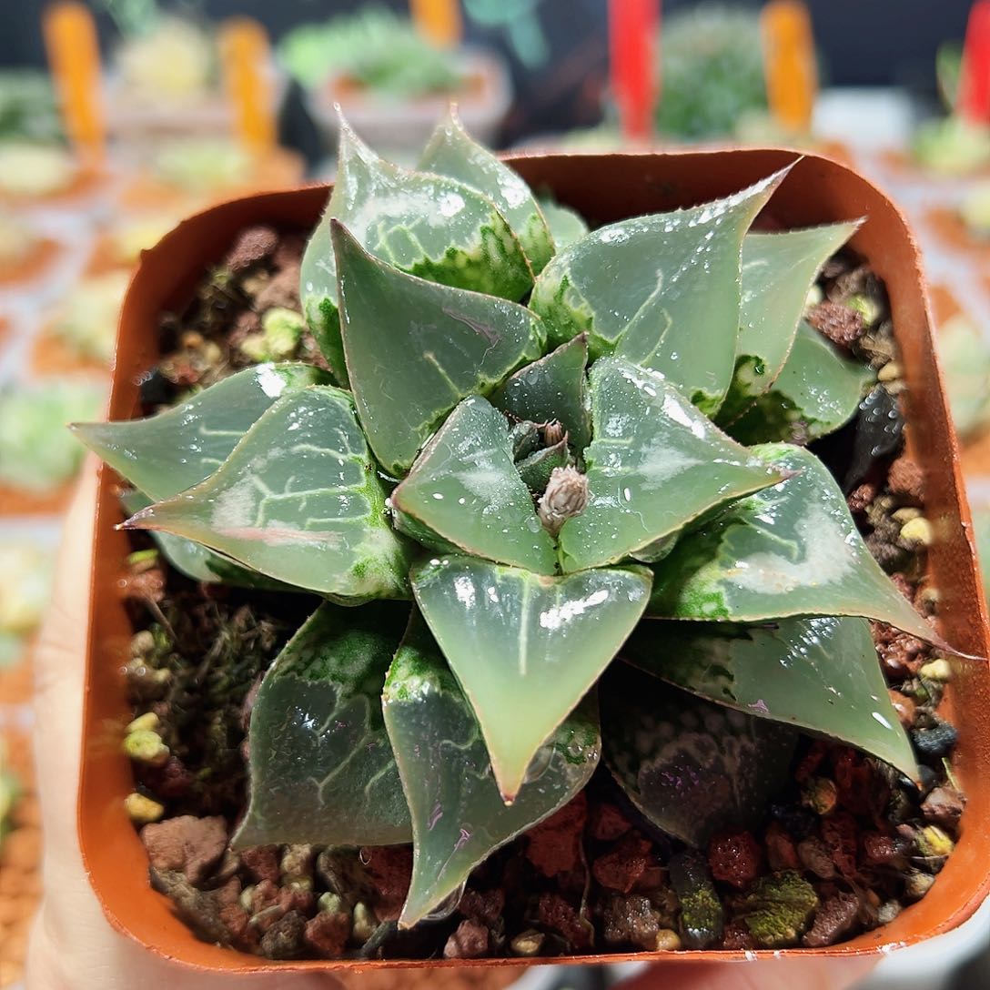 十二卷多肉酒吞童子