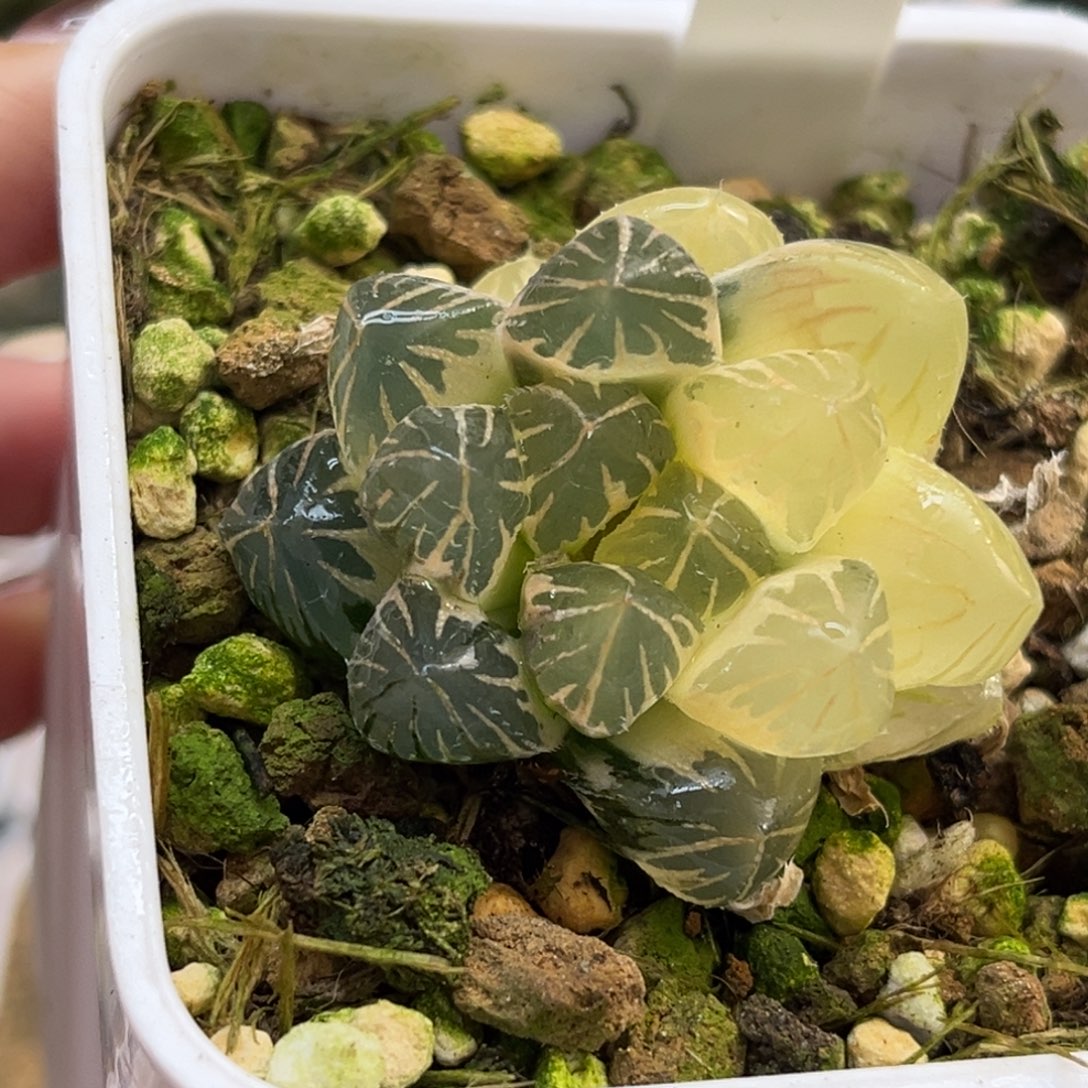 41糊斑龙爪玉露锦福利专场