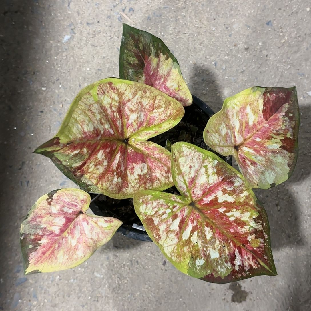 579-0117G1彩叶芋泰国发货