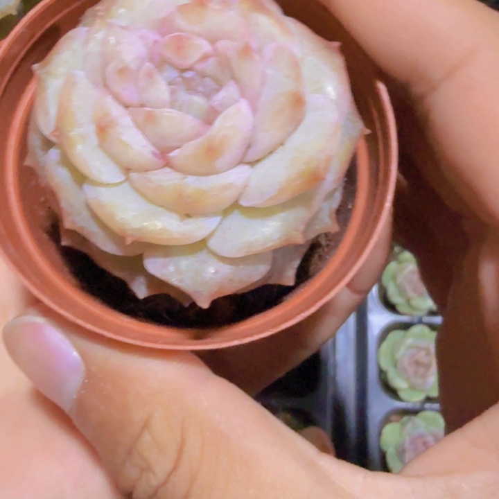 宝塔纯爱一颗福利
