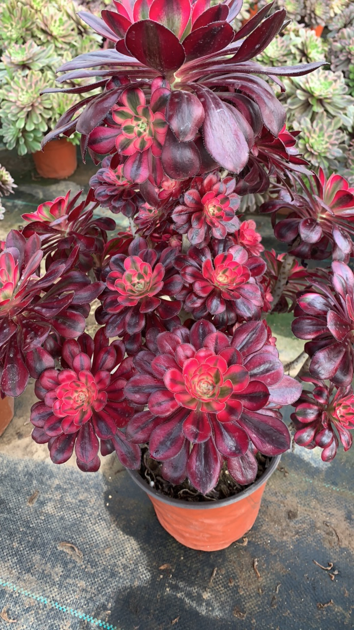 精品老桩法师一物一拍，脱土发货，