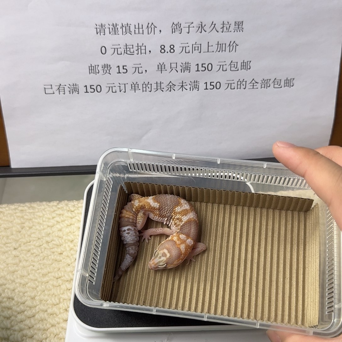 肥尾守宫奶牛橘白 妹妹