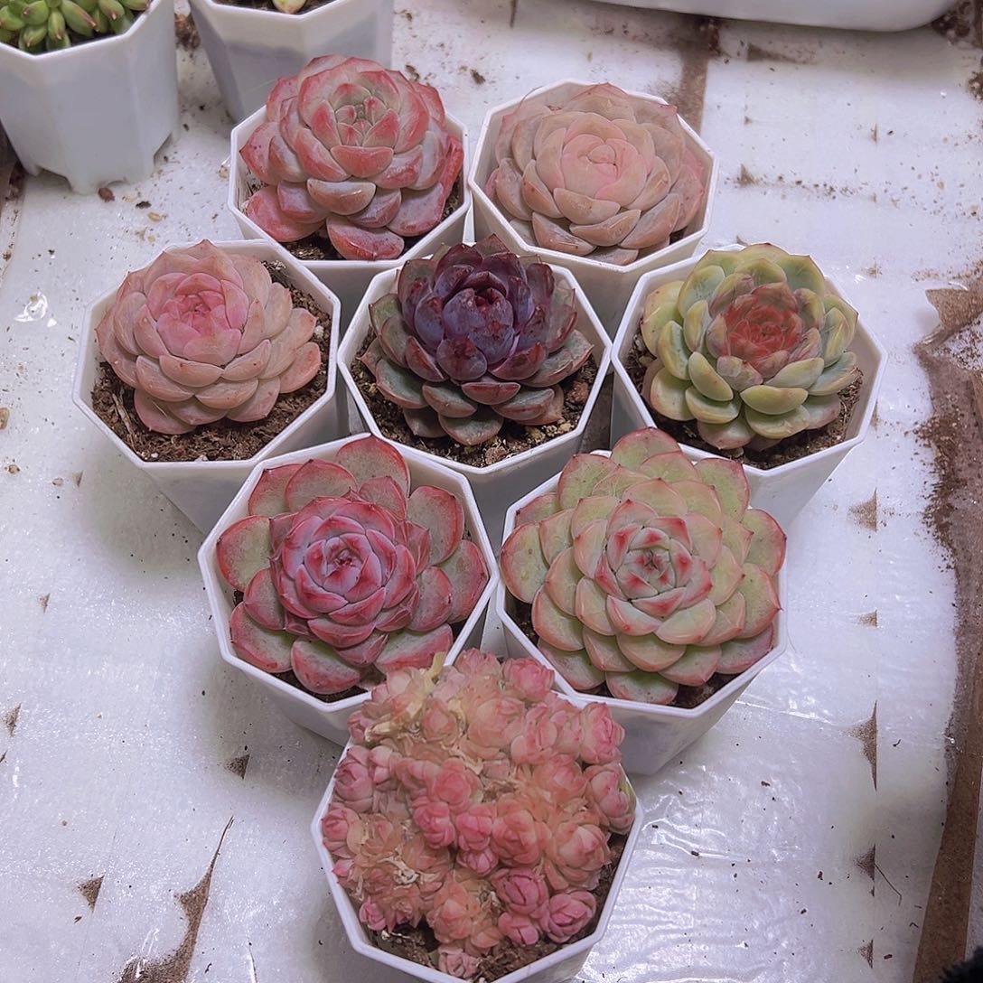 冰花组合8盆八角盆