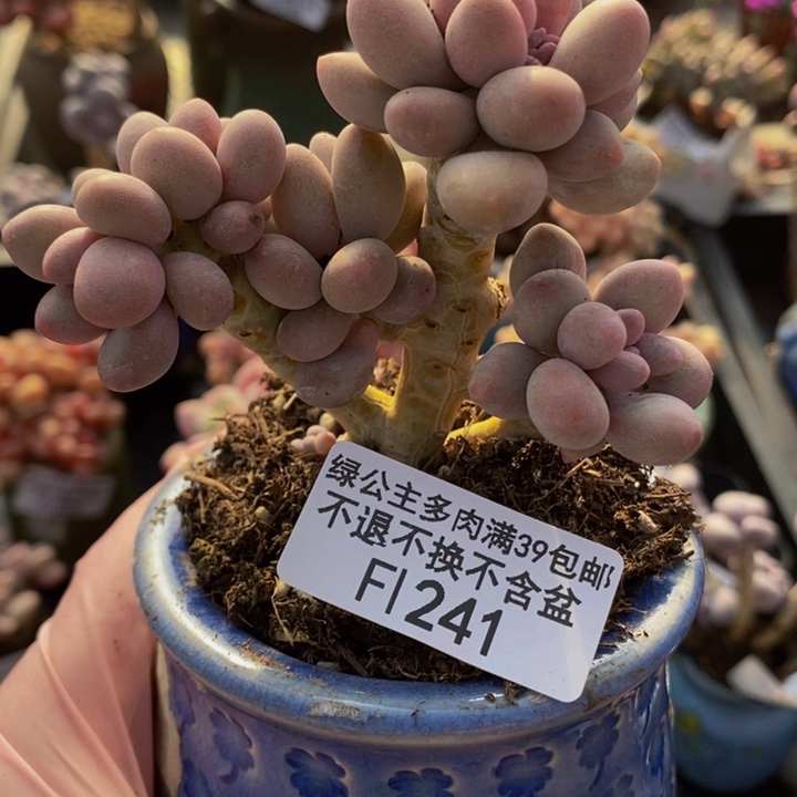 汤圆树有砍241多肉植物