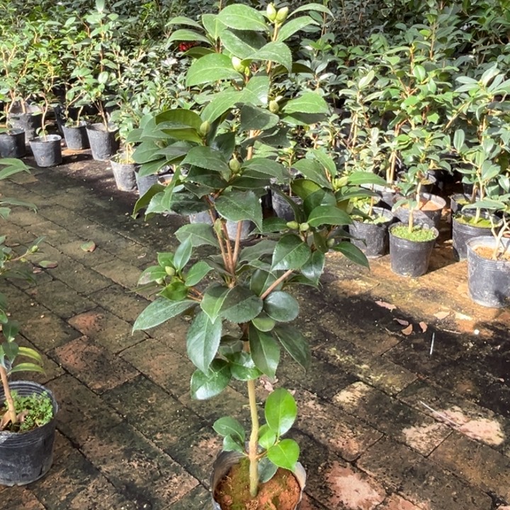 当前无花栽培后可以开花，飞爪芙蓉