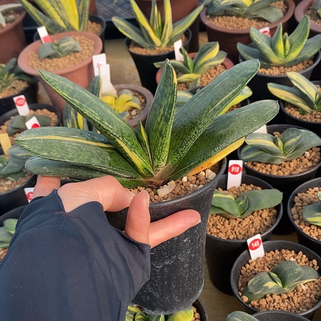 198恐龙锦带盆发货