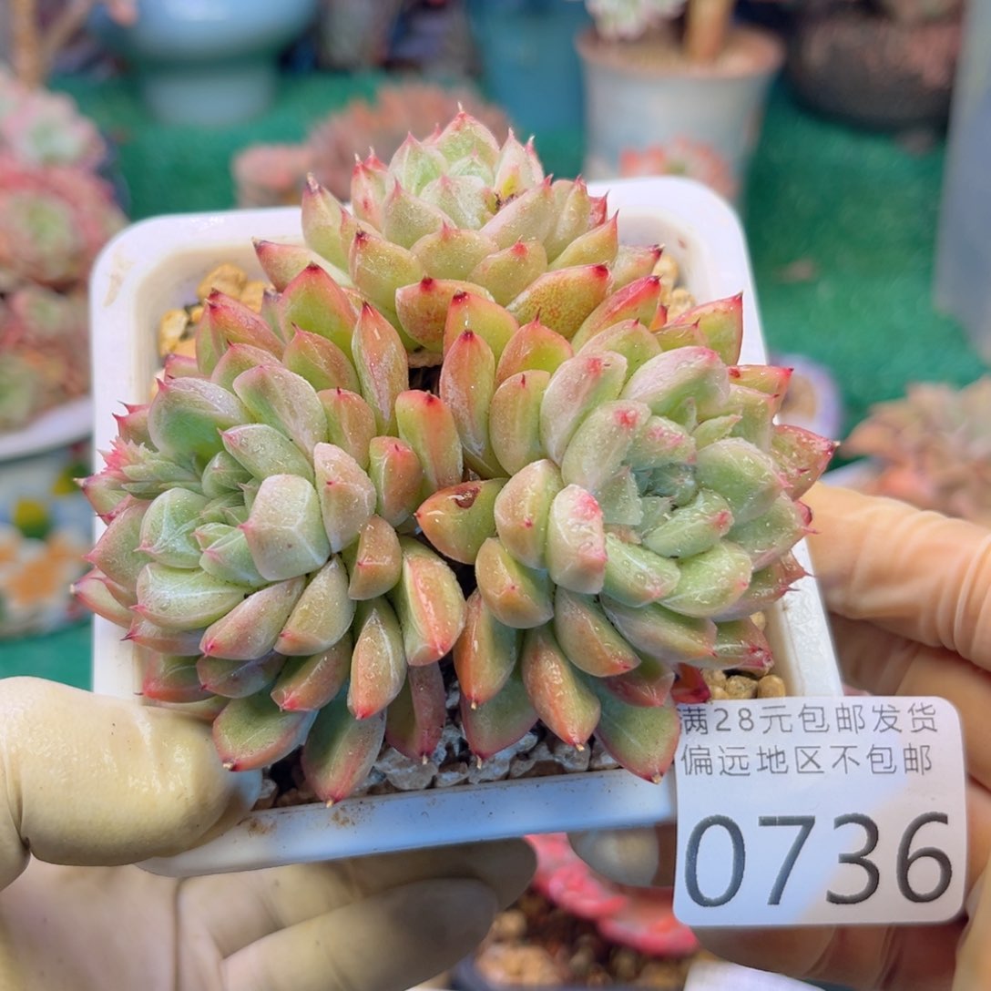 大0736:？x h v b b b n n