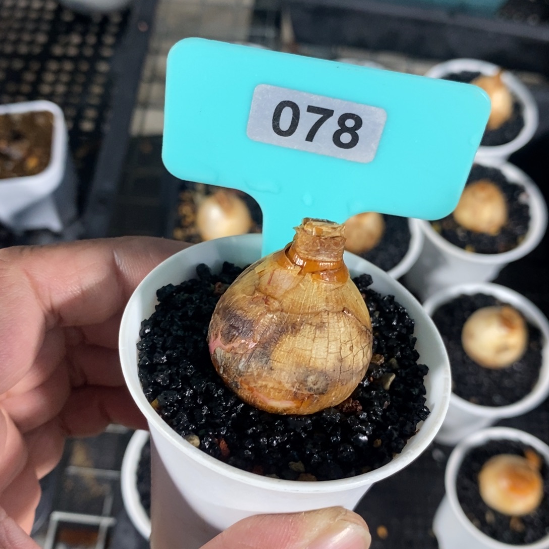 蕾丝边灯台百合一个