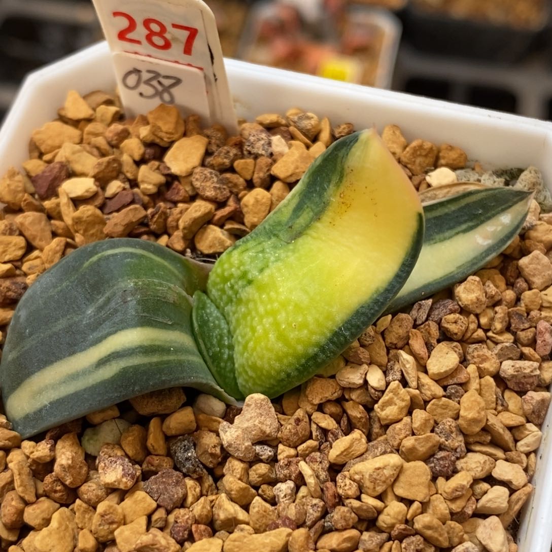 287珍珠卧牛多肉植物