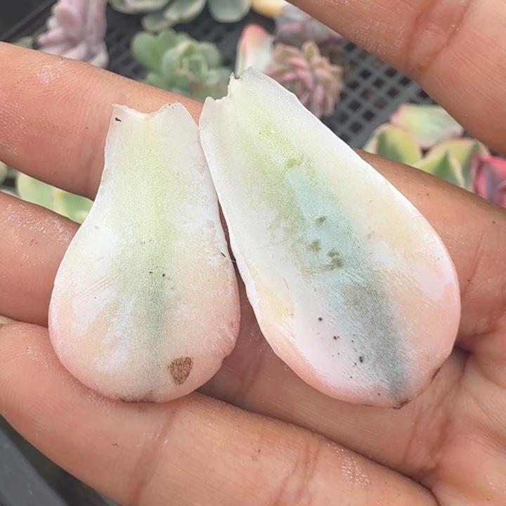 雪特锦一组叶片多肉锦