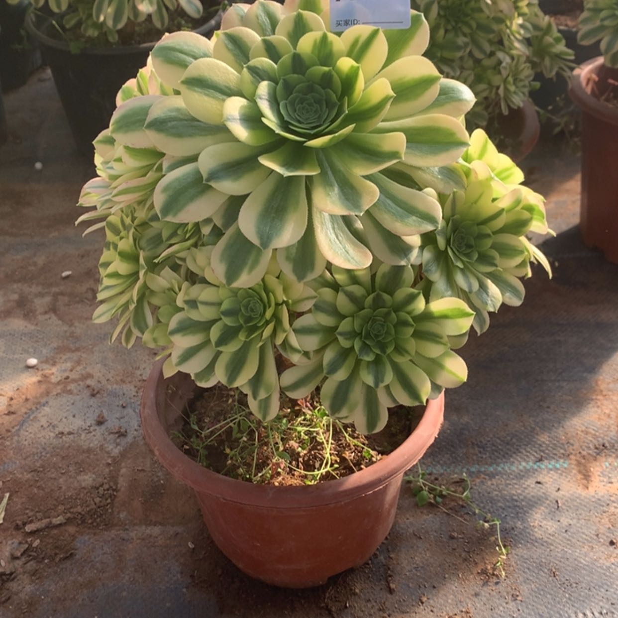 【闪购商品】179金丝翡翠