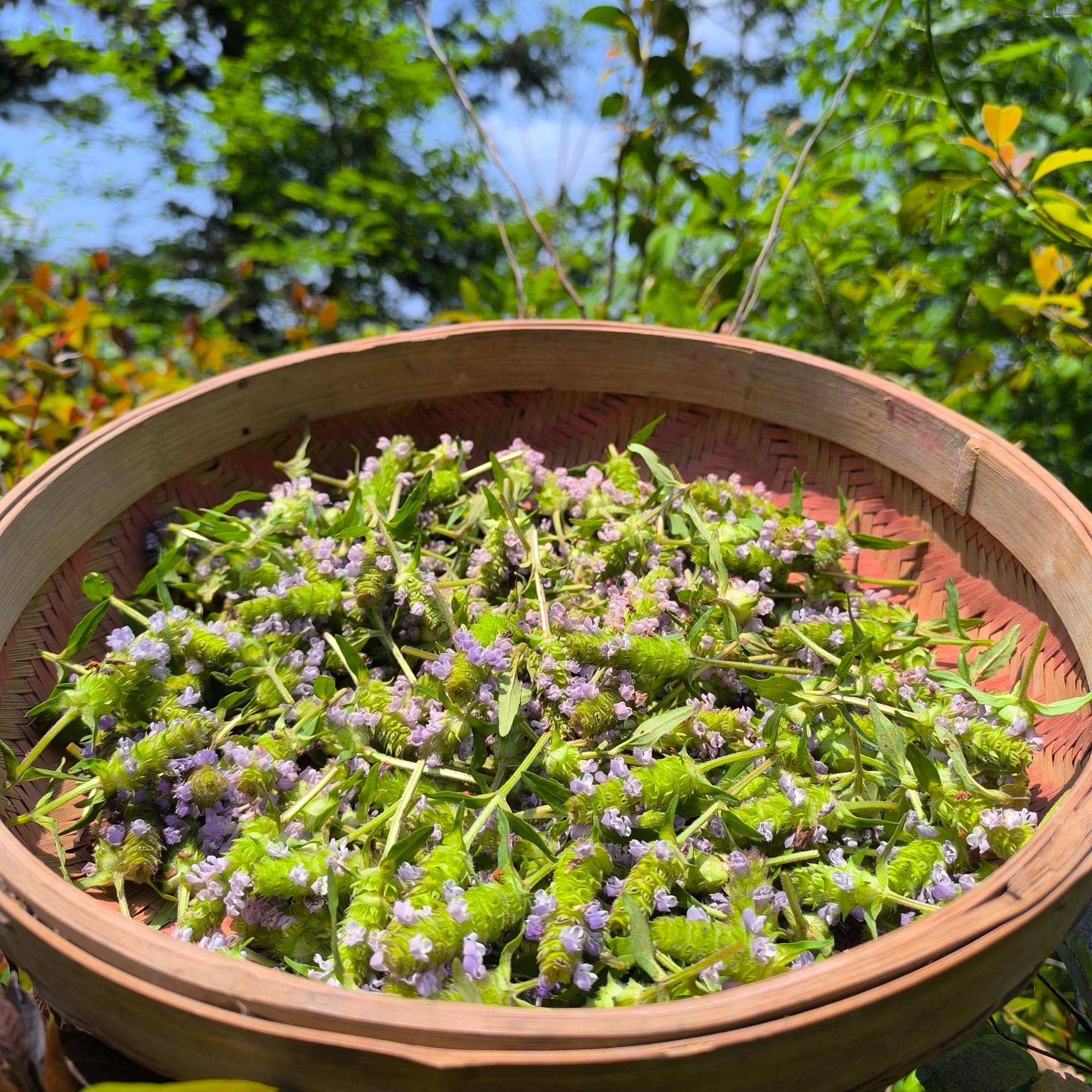 【福建野生凉茶】鱼腥草夏枯草六月雪艾草鱼腥草草珊瑚干货中药材