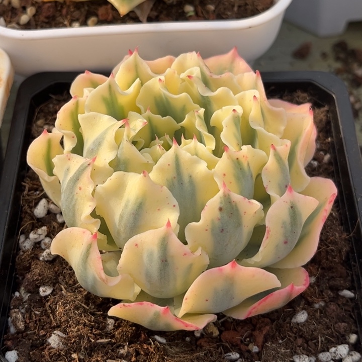 海啸锦大头盖一颗价格