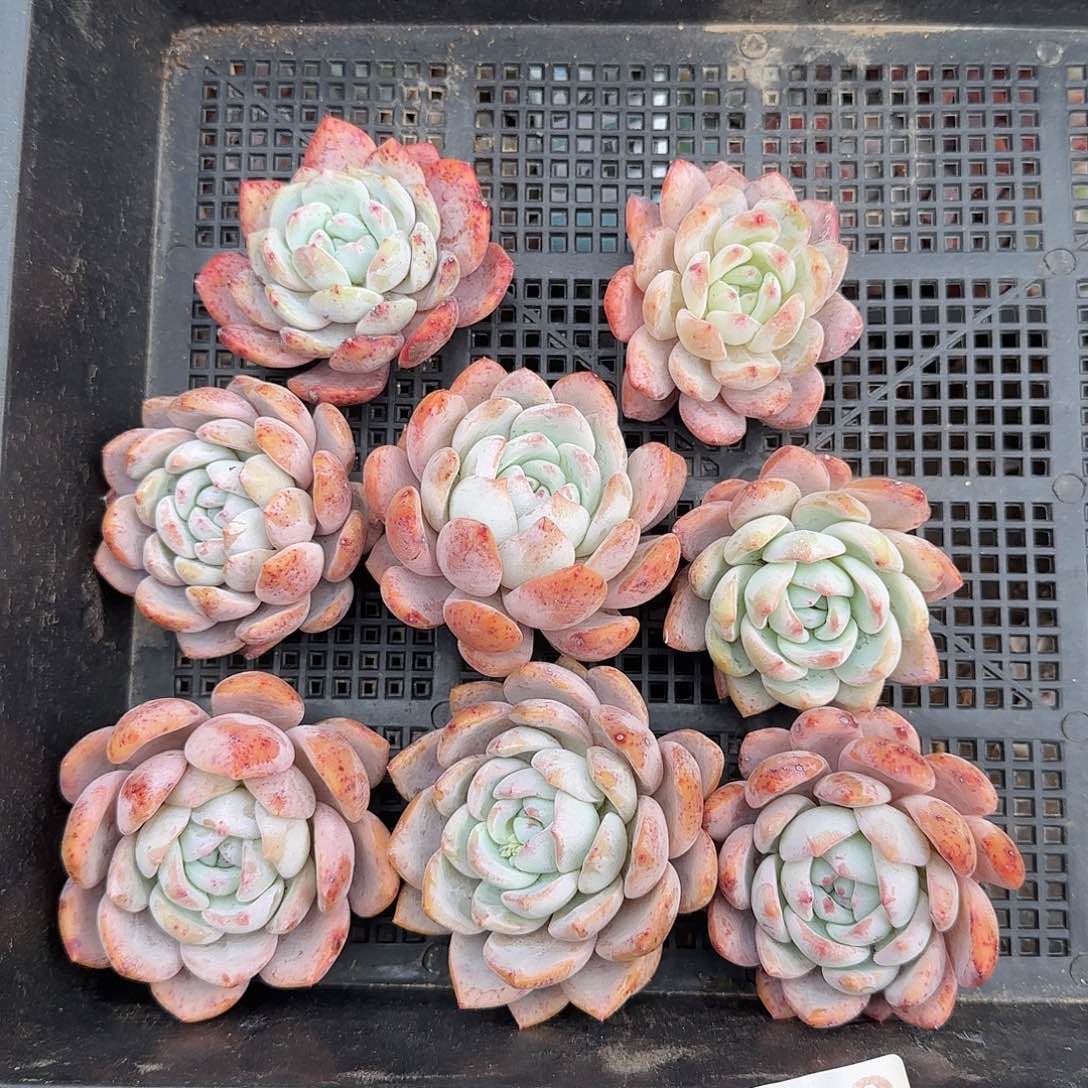 030红血橙清棚福利