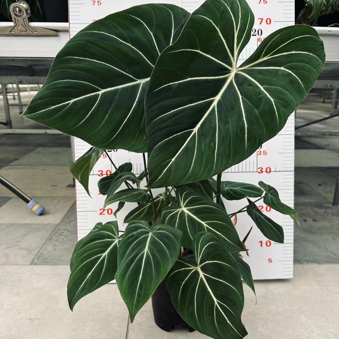 明脉蔓绿绒Philodendron gloriosum绒面室内大叶绿植耐阴桌面阳台