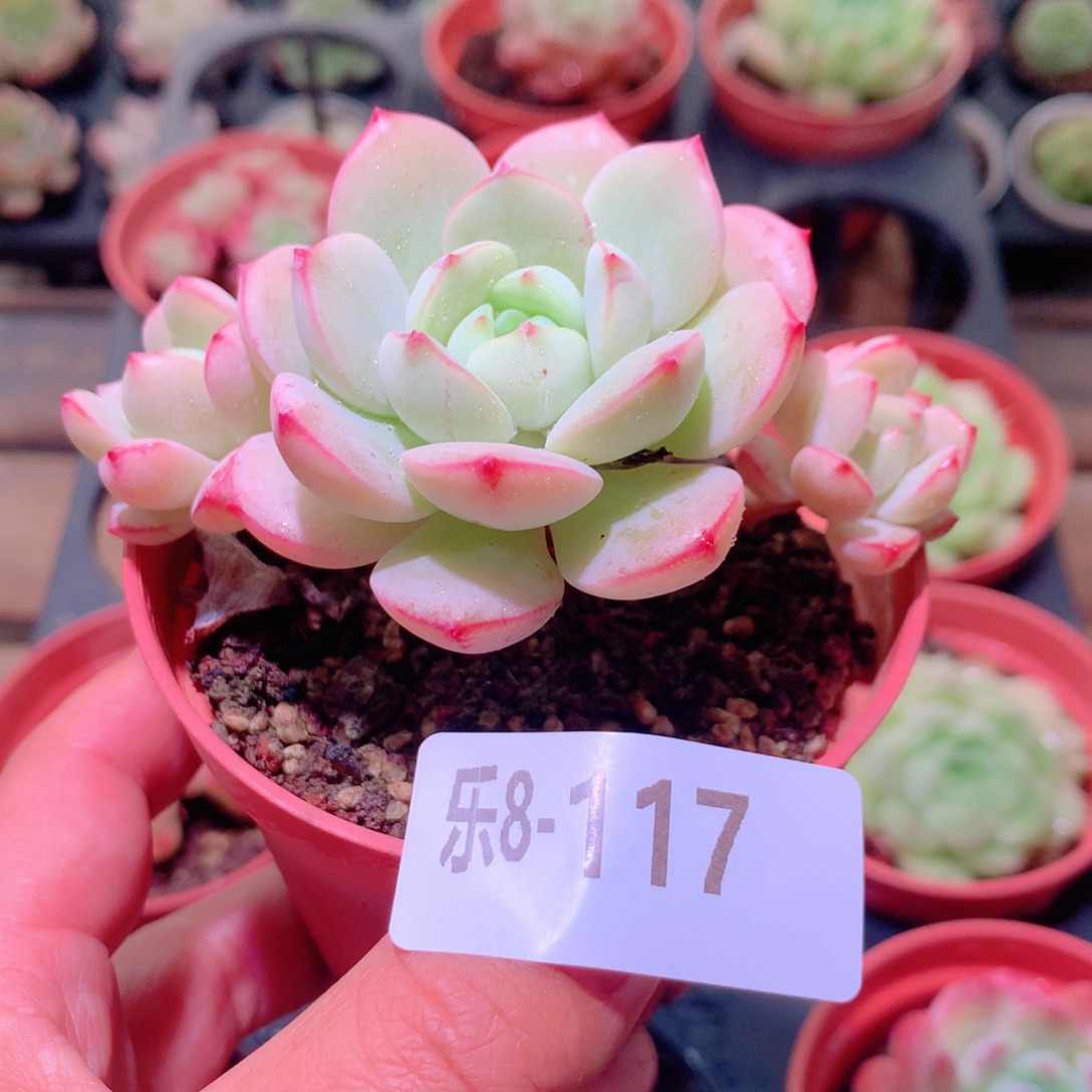 乐然8-117 香草群 