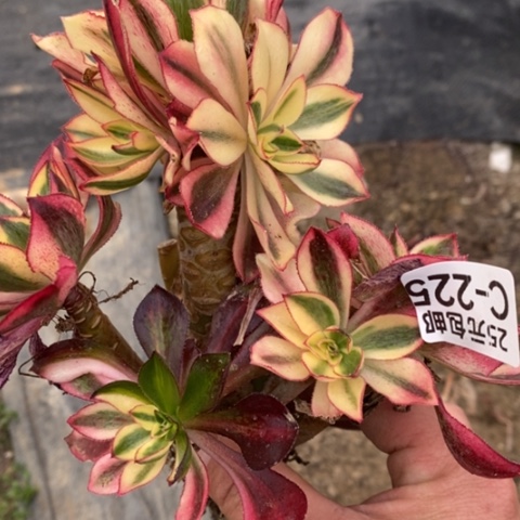 225魅影砍过满25包邮多肉