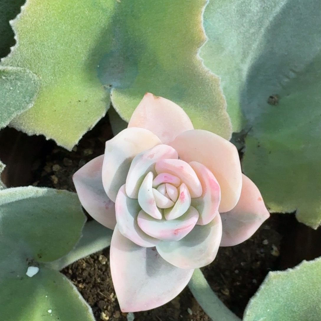 奶茶一物一拍，多肉锦