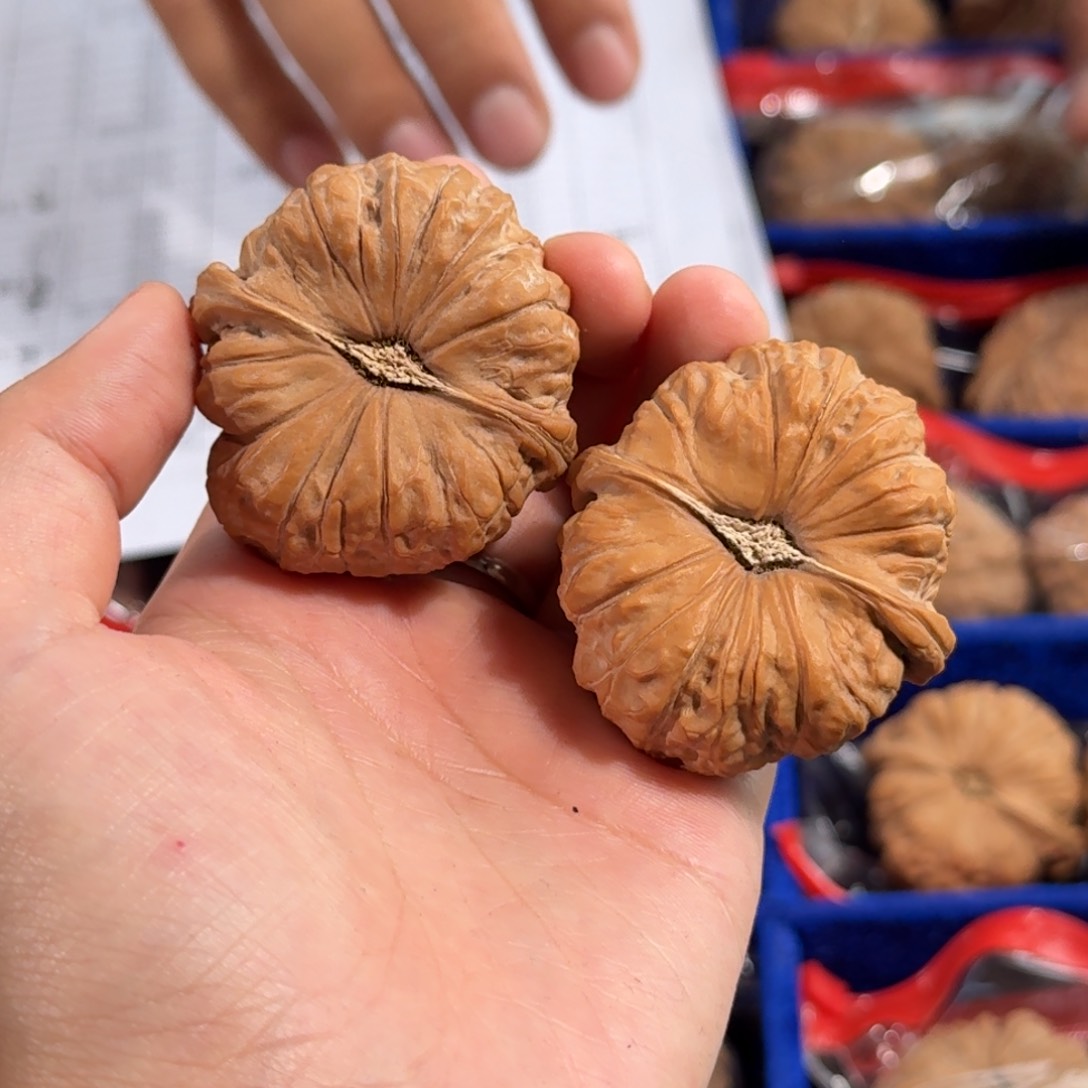 文玩核桃把件955号44南瓜墩全品