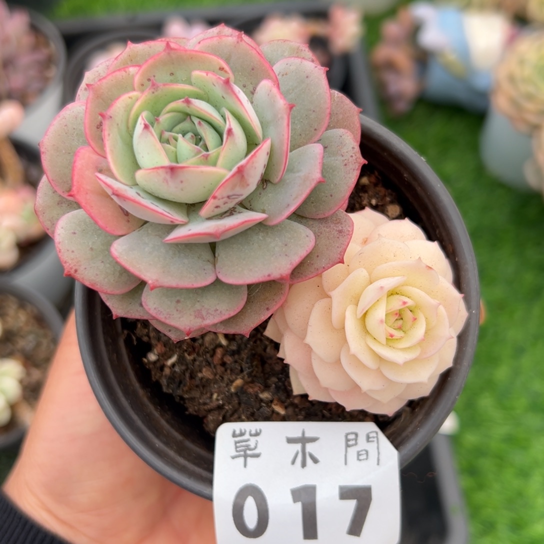 苏***杨017号草木566666666666666