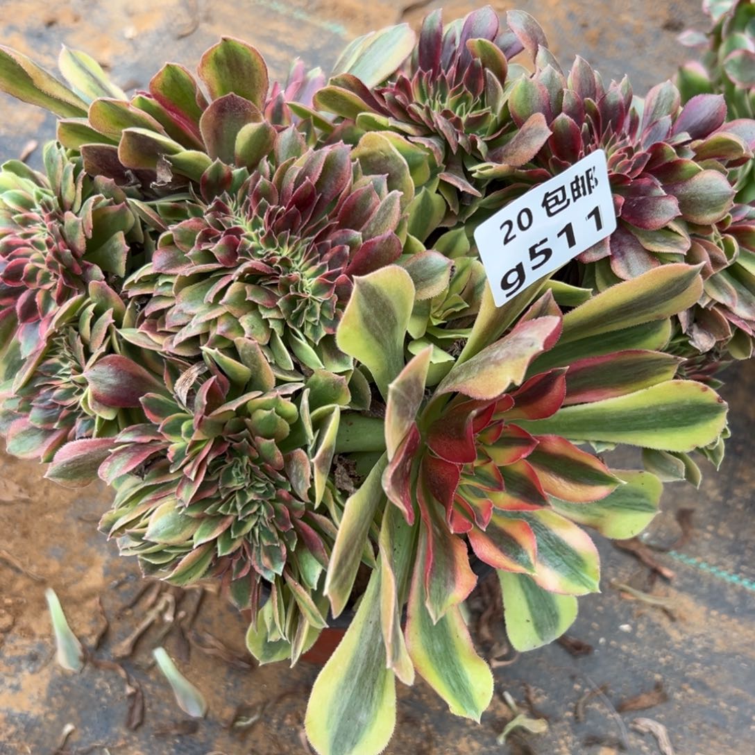 511红秀缀，满20包邮嘟叮熊