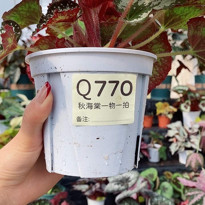 不开花植物希****?秋海棠770