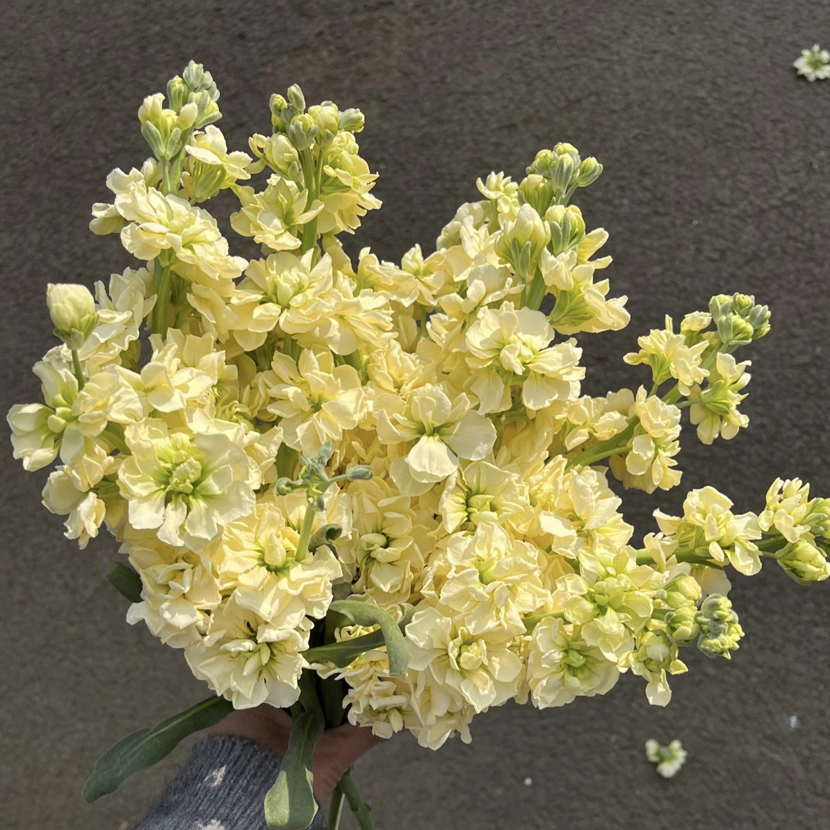 奶黄色紫罗兰盆栽花卉花期长易养耐热耐晒耐寒植物