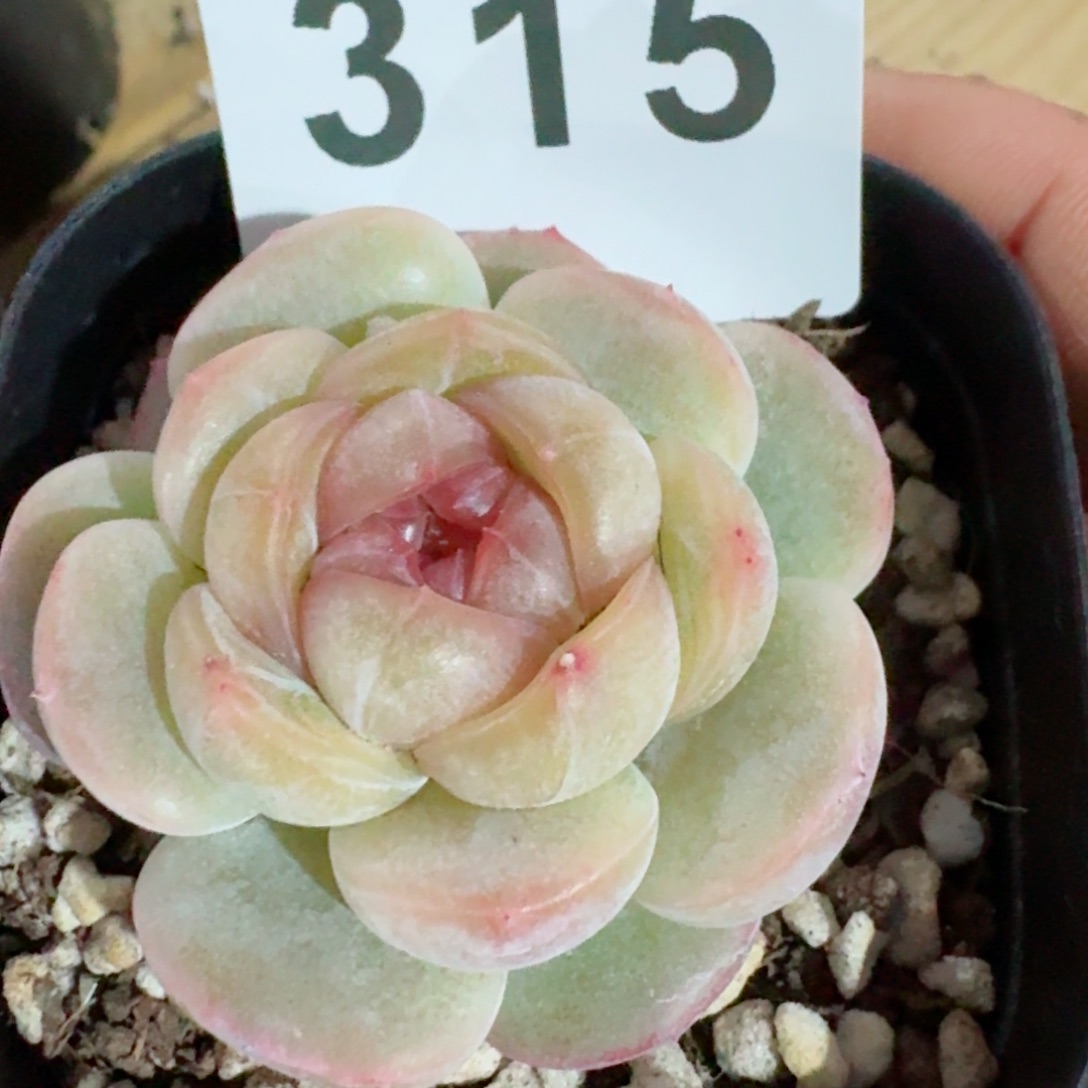 相思         精品多肉