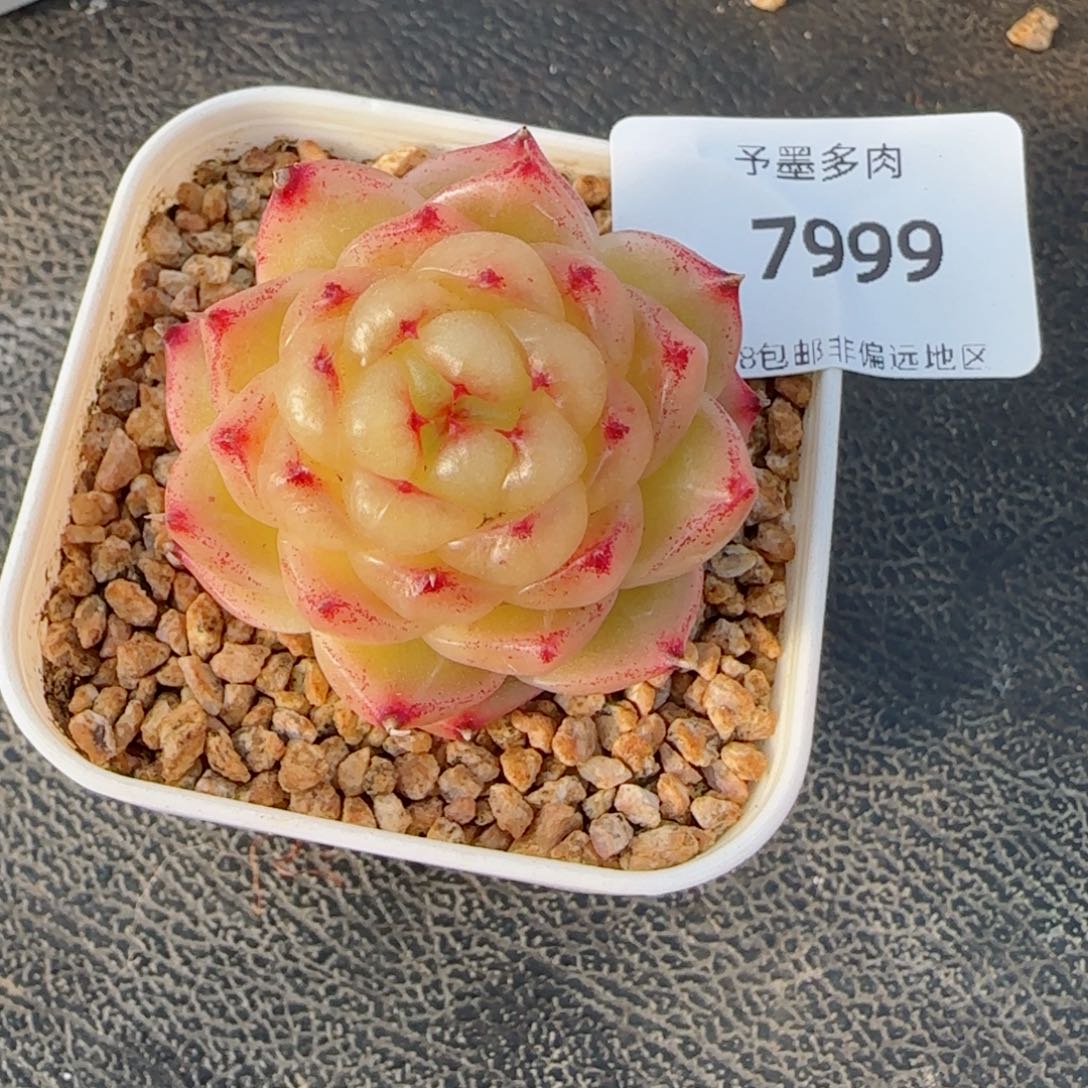 望春风，7999多肉植物