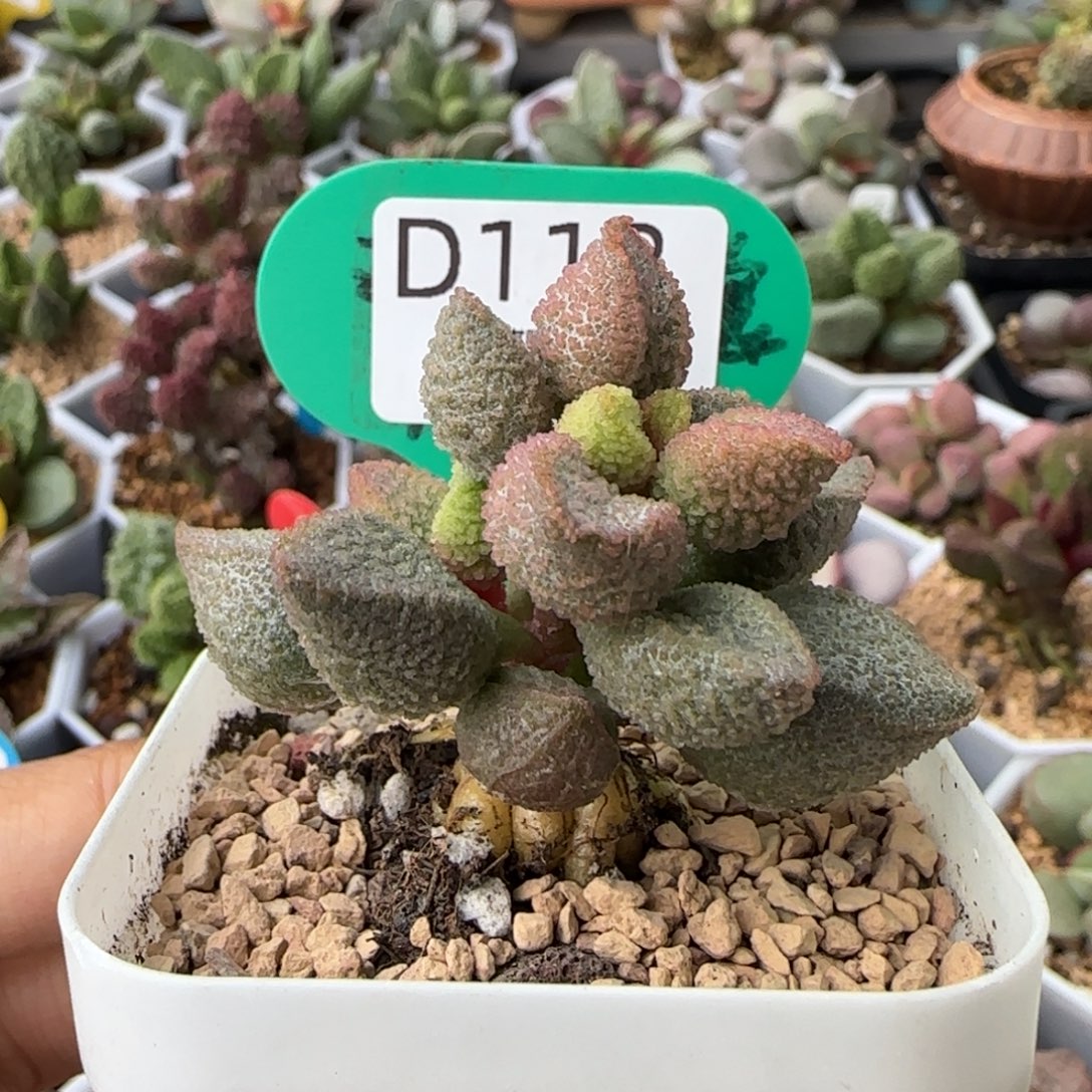 冰桃桩子。    118。  