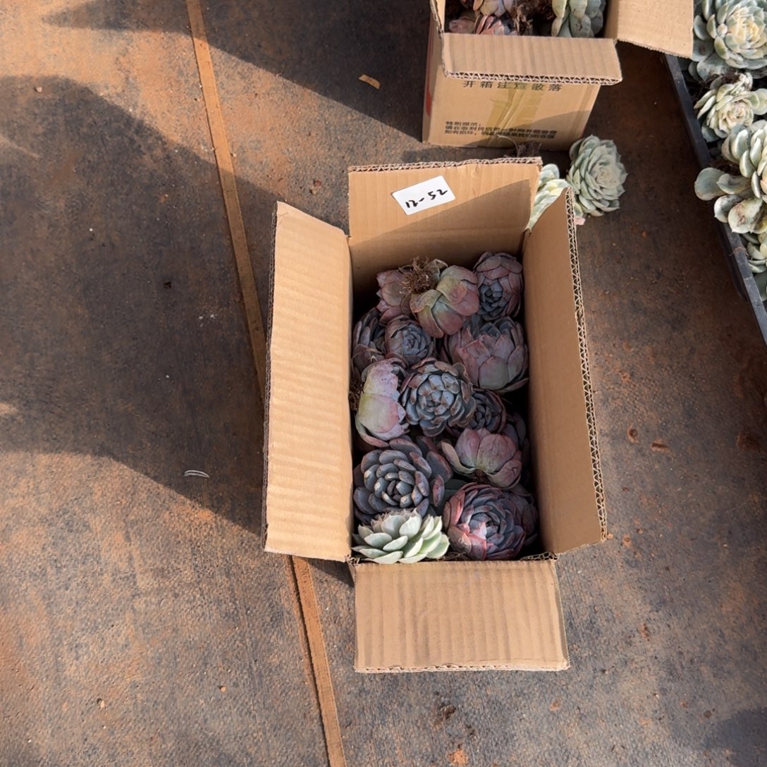 梦露一箱子量拍12-52