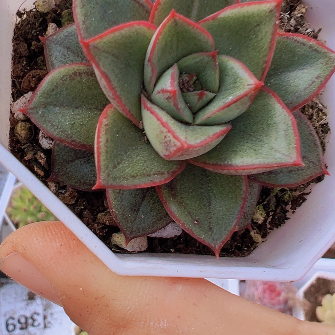 麒麟座19包邮多肉植物