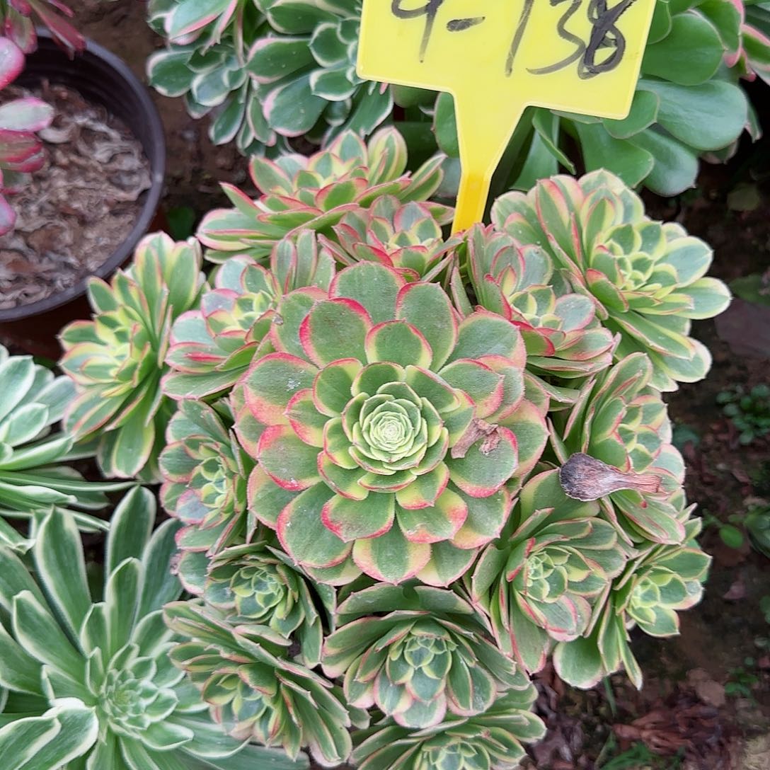 4-738---多头多肉植物