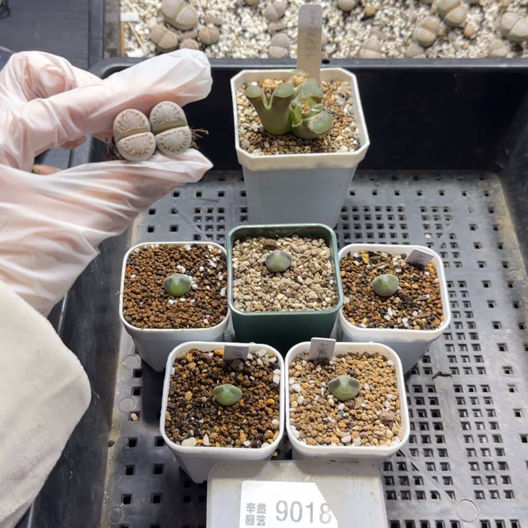 超***球12.8.空蝉5.风铃1.糖霜2.9018