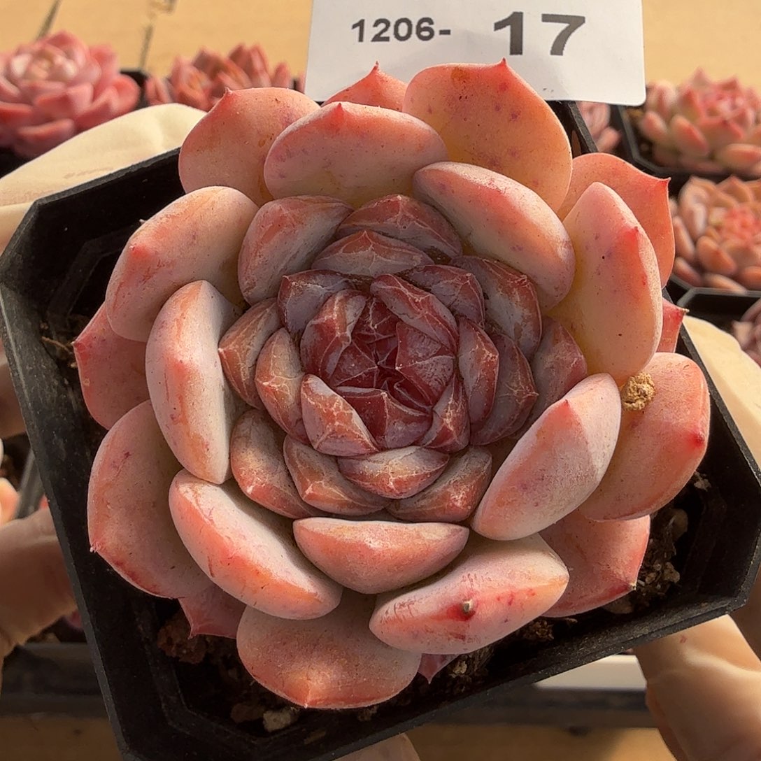 1206-17多肉一物一拍