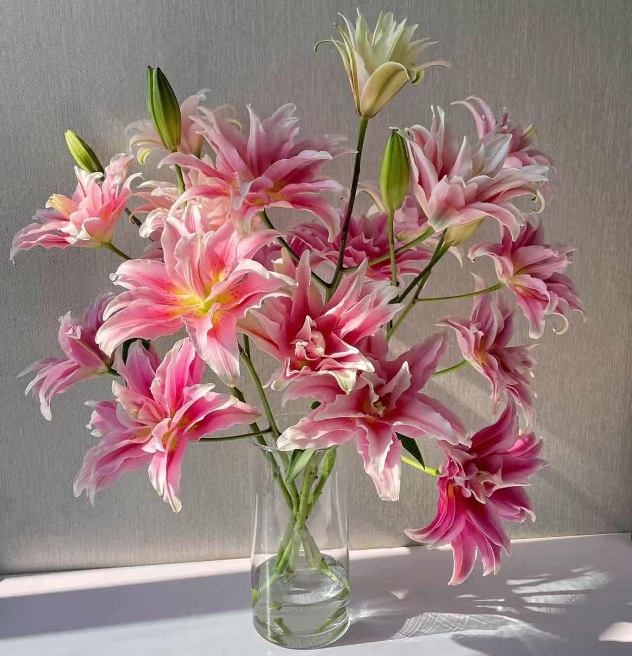 上海种业-重瓣艾琳娜 云南鲜花 任意两单包邮 生鲜产品拒收不售后