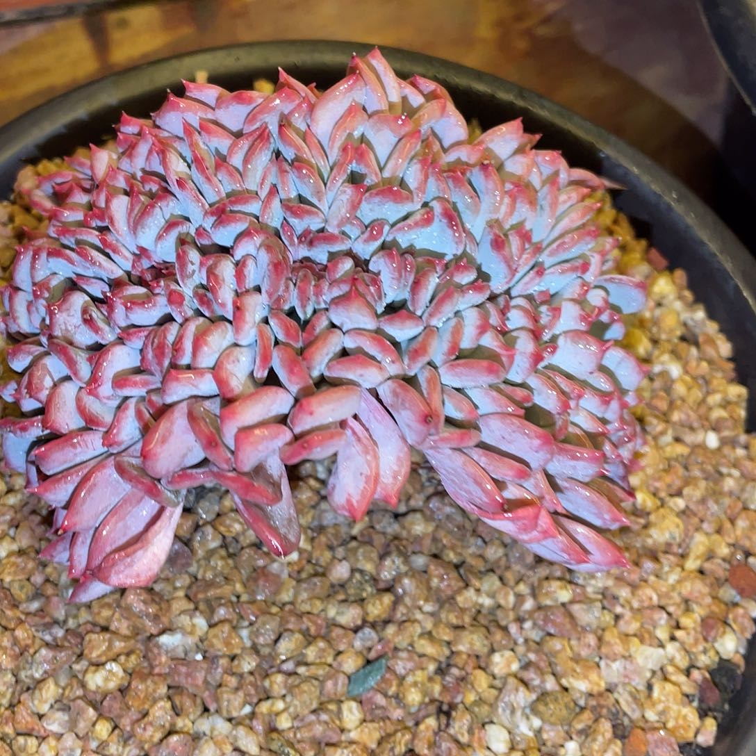 多肉植物一物一拍