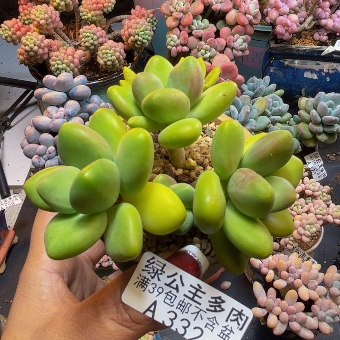 芒果奶酪332/8cm多肉