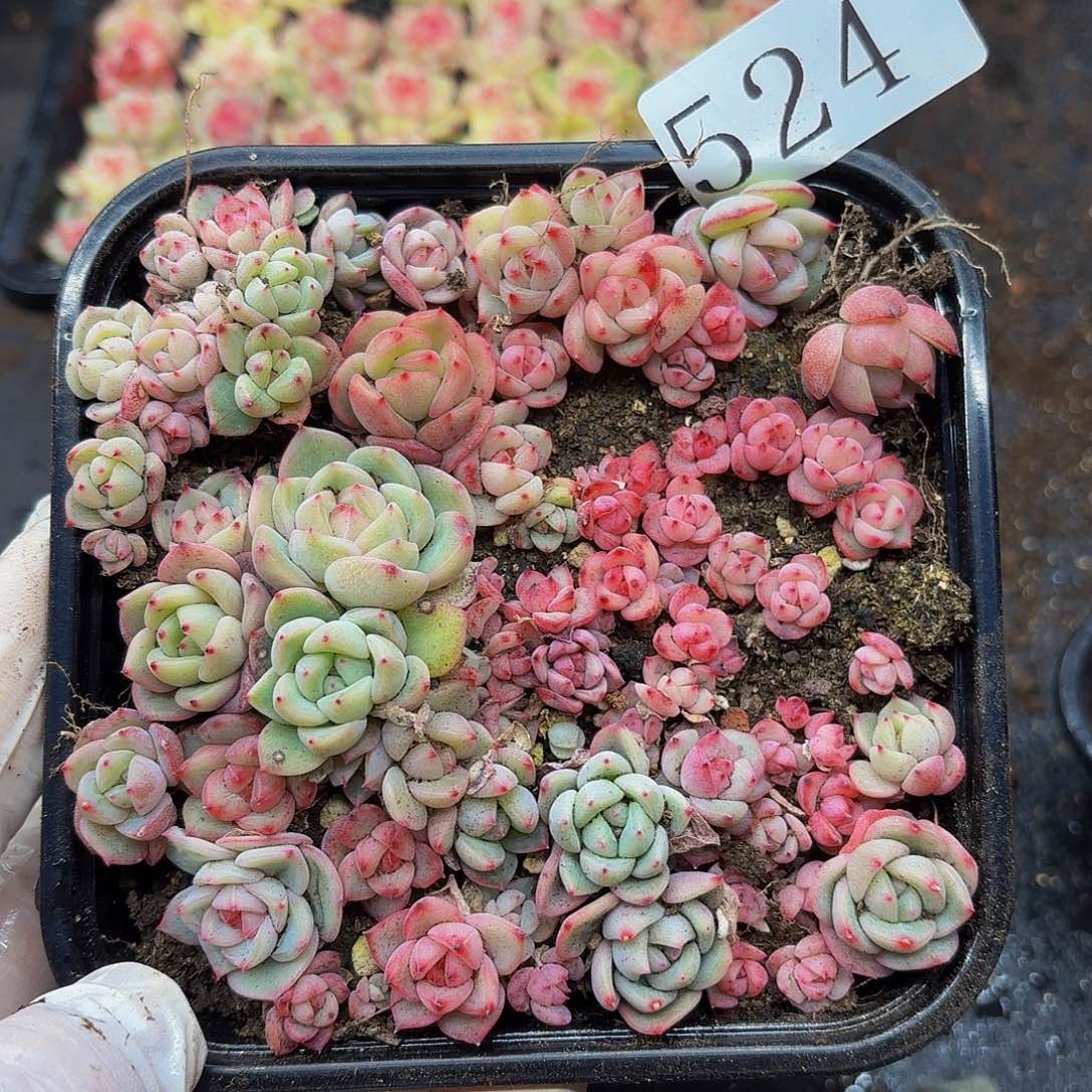 多肉植物多肉植物524